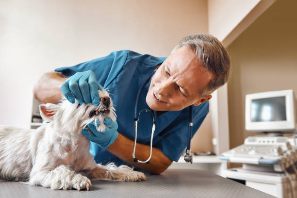 Best Same-Day Emergency Dental Services in Lawton, MI